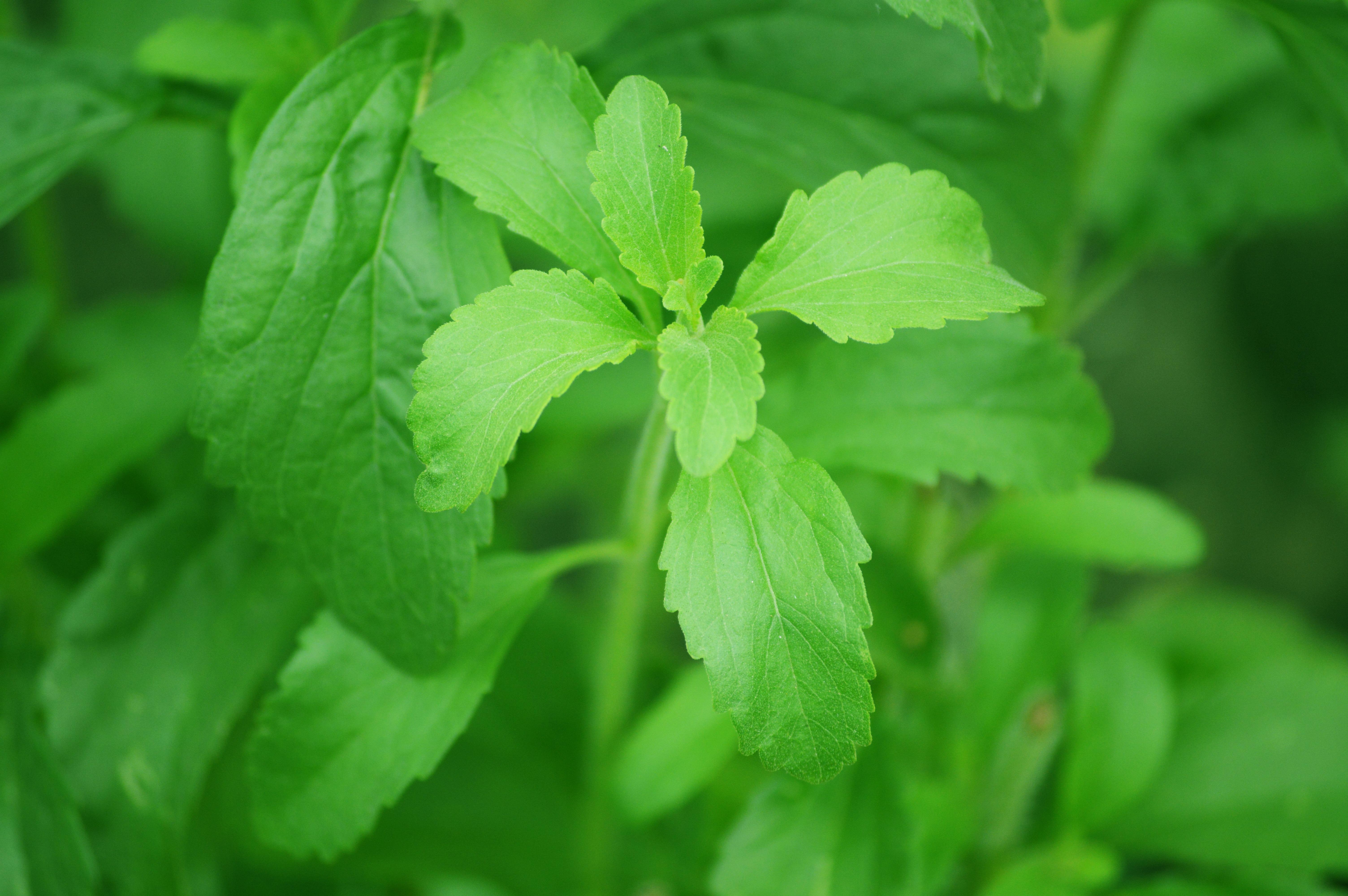 stevia, leaf, sugar plant